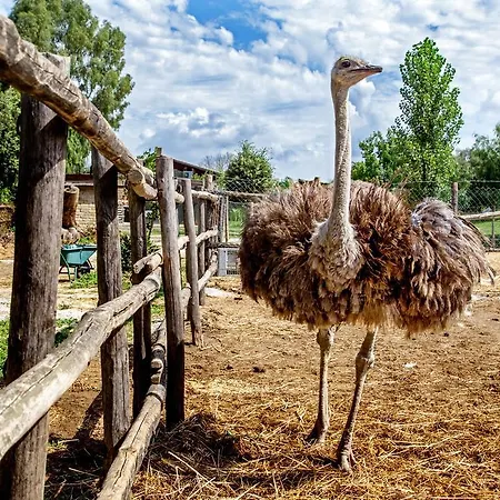 4 Ricci Lantgård Cerveteri